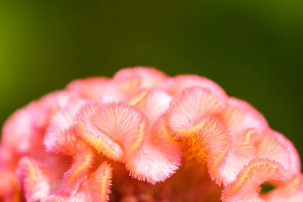 Коксовый цветок — стоковое фото