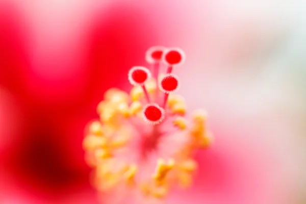 ハイビスカスの花の花粉. — ストック写真