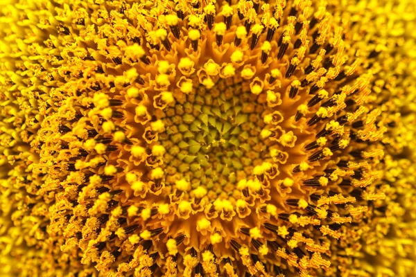 在华富里，泰国的向日葵 — 图库照片