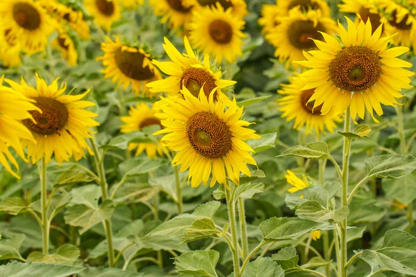 Girasoles en Lopburi, Tailandia —  Fotos de Stock