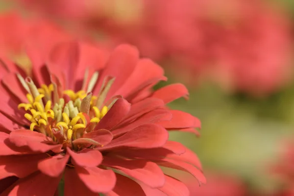 Rode impatiens bloem — Stockfoto