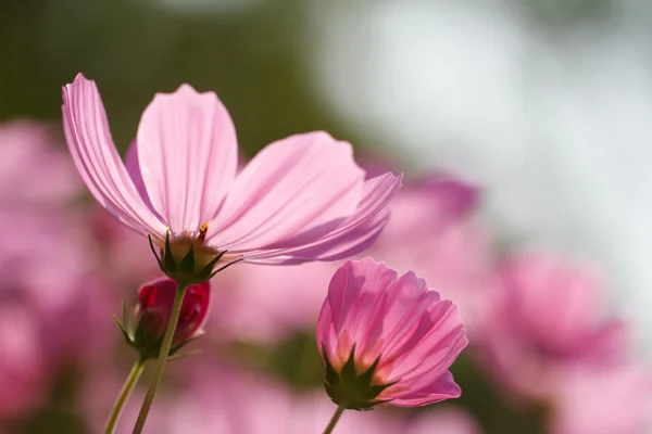 Cosmos flores — Fotografia de Stock