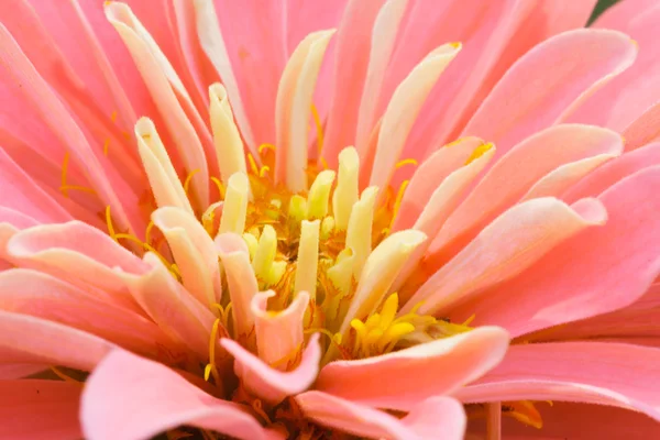 Flor roja impaciente —  Fotos de Stock