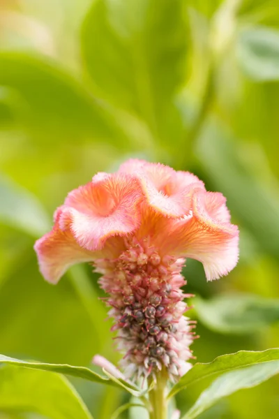 Cockscomb blomma — Stockfoto