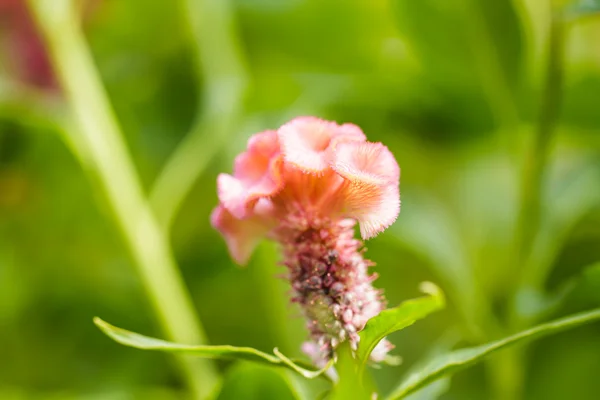 Cockscomb bloem — Stockfoto