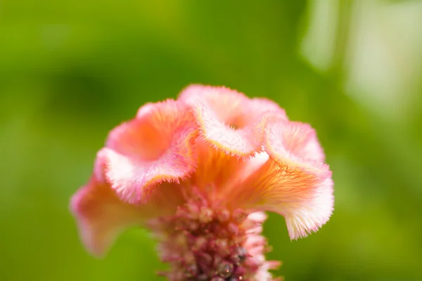 Квітка Улаштування квітки солодкого гороху — стокове фото