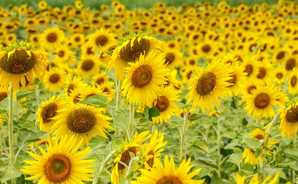 Girasoles en Lopburi, Tailandia —  Fotos de Stock