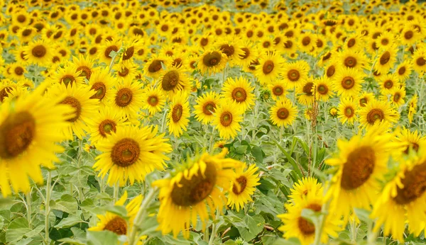 Girasoles en Lopburi, Tailandia —  Fotos de Stock