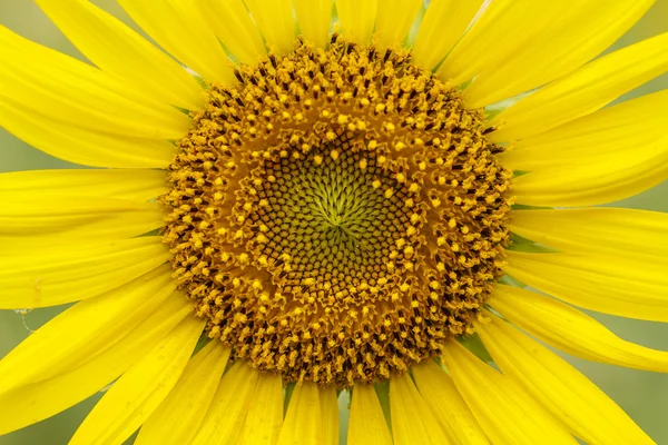 Girasoles en Lopburi, Tailandia — Foto de Stock