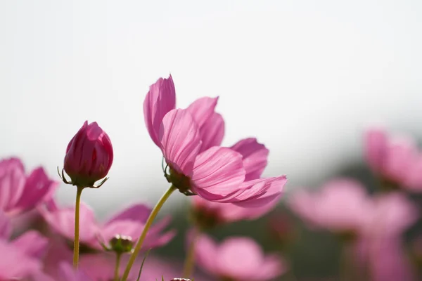 Kosmos blommor — Stockfoto