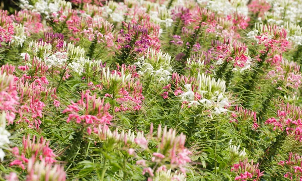 Spinnenblume — Stockfoto