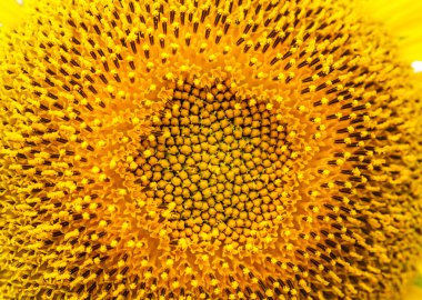 Ayçiçeği lopburi, Tayland içinde