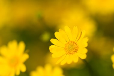 Yellow Cosmos flower clipart