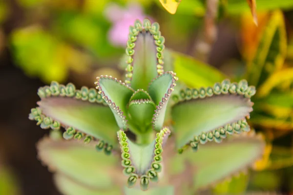 Växter med lämnar mycket inavel — Stockfoto