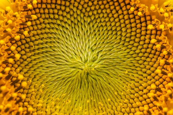 Sunflowers in Lopburi, Thailand — Stock Photo, Image