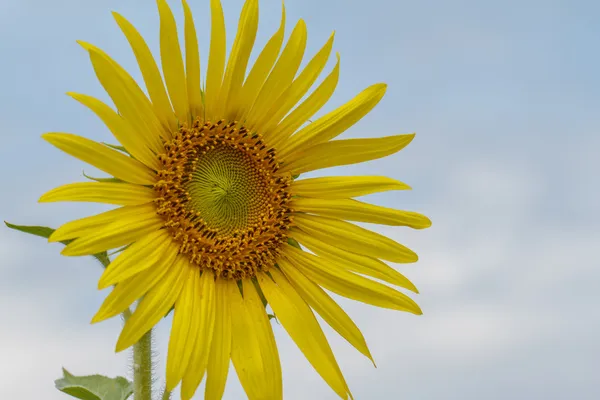 Sunflowers in Lopburi, Thailand — Stock Photo, Image