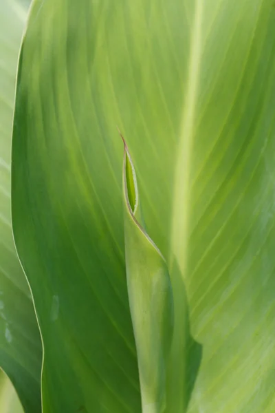 Canna lily blad i trädgården — Stockfoto