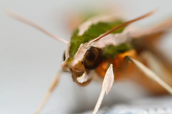 Falena nella natura — Foto Stock