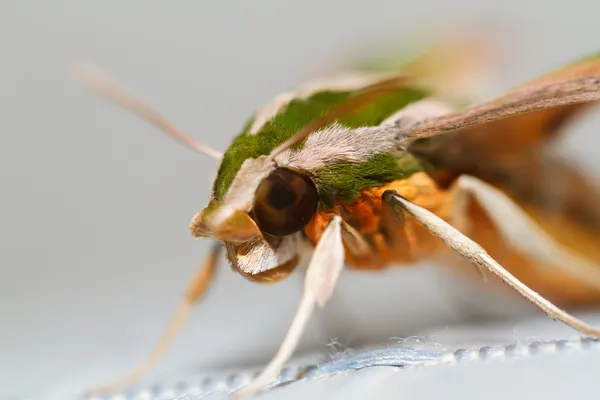 Polilla en la naturaleza —  Fotos de Stock