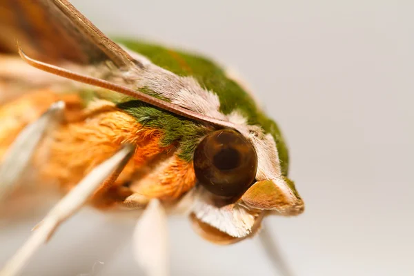 Polilla en la naturaleza — Foto de Stock