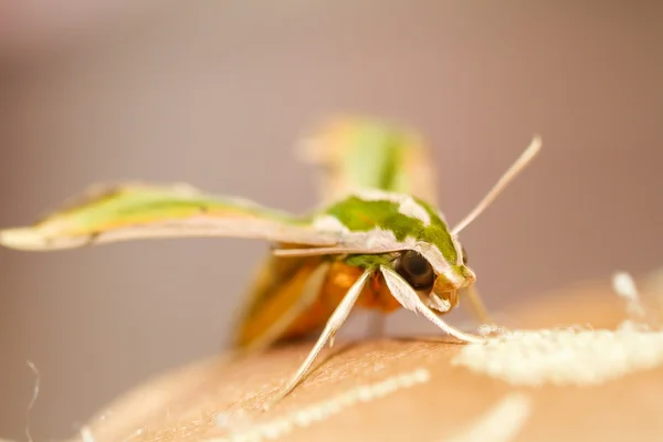 Moth in the nature — Stock Photo, Image