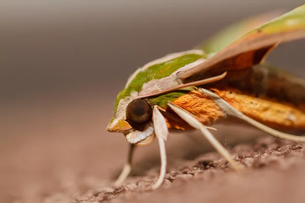 Moth in the nature — Stock Photo, Image