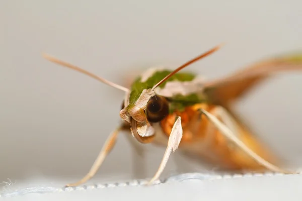 Falena nella natura — Foto Stock