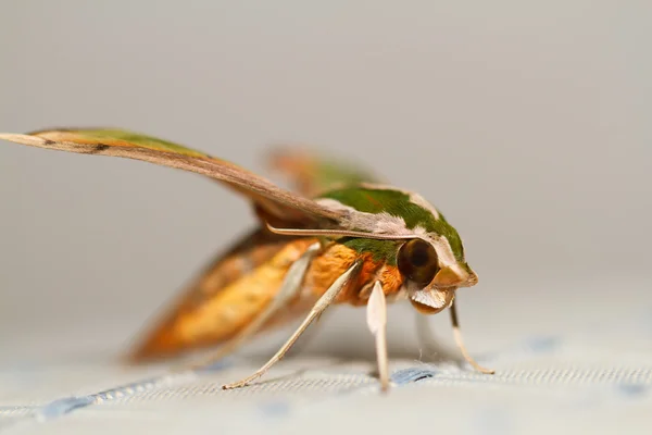 Moth in the nature — Stock Photo, Image