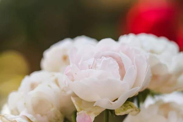 Rosa - Branco — Fotografia de Stock