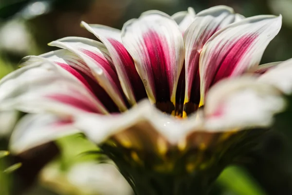 Flower macro shot — Stock Photo, Image