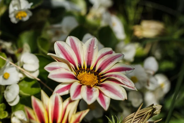 Fleur macro shot — Photo