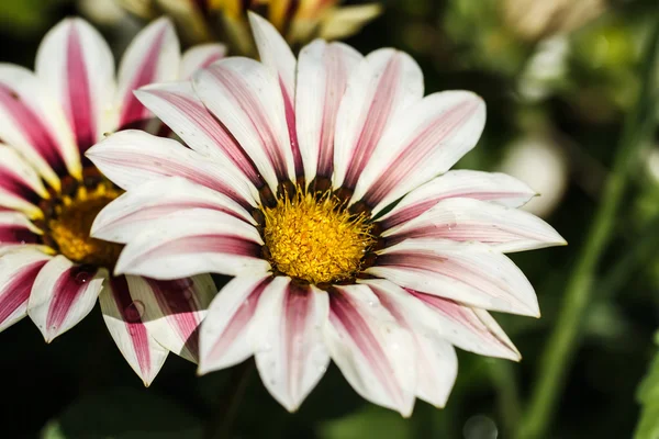 Kwiat makro strzał — Zdjęcie stockowe