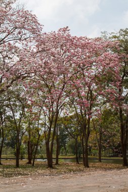  pembe tecoma