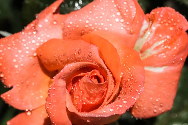 Σταγονίδια νερού σε ροζ τριαντάφυλλο — Φωτογραφία Αρχείου