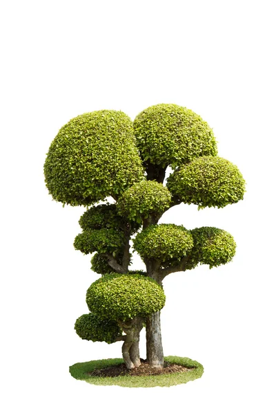 Bonsai — Stock Photo, Image