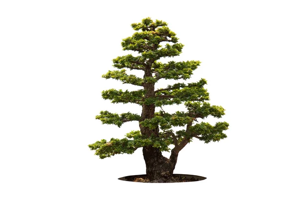 Bonsai — Stock Fotó