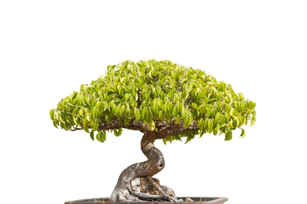 Bonsai — Stockfoto