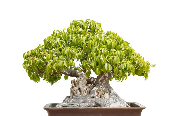 Bonsai — Zdjęcie stockowe