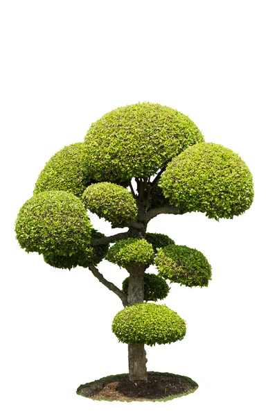 Dei bonsai — Foto Stock