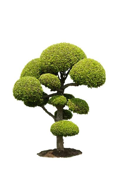 Dei bonsai — Foto Stock