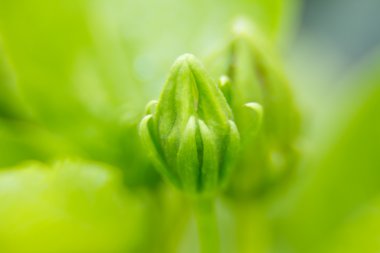 Hibiscus çiçek tomurcukları