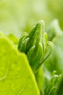 Hibiscus çiçek tomurcukları
