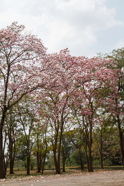 Roze tecoma — Stockfoto