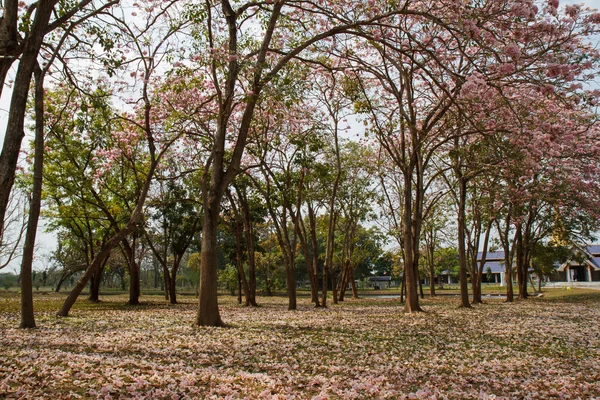 Roze tecoma — Stockfoto