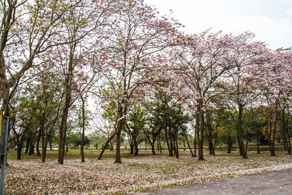 Roze tecoma — Stockfoto