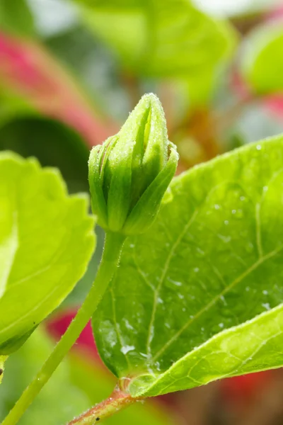 Hibiscus blomknoppar — Stockfoto