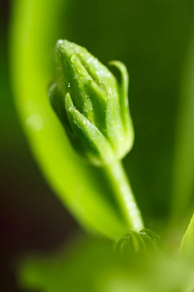 Hibiscus bloemknoppen — Stockfoto