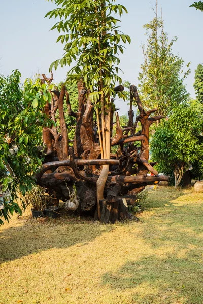 Dry dead in garden — Stock Photo, Image