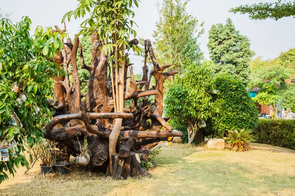 Dry dead in garden — Stock Photo, Image