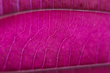 yapraklar, kırmızı